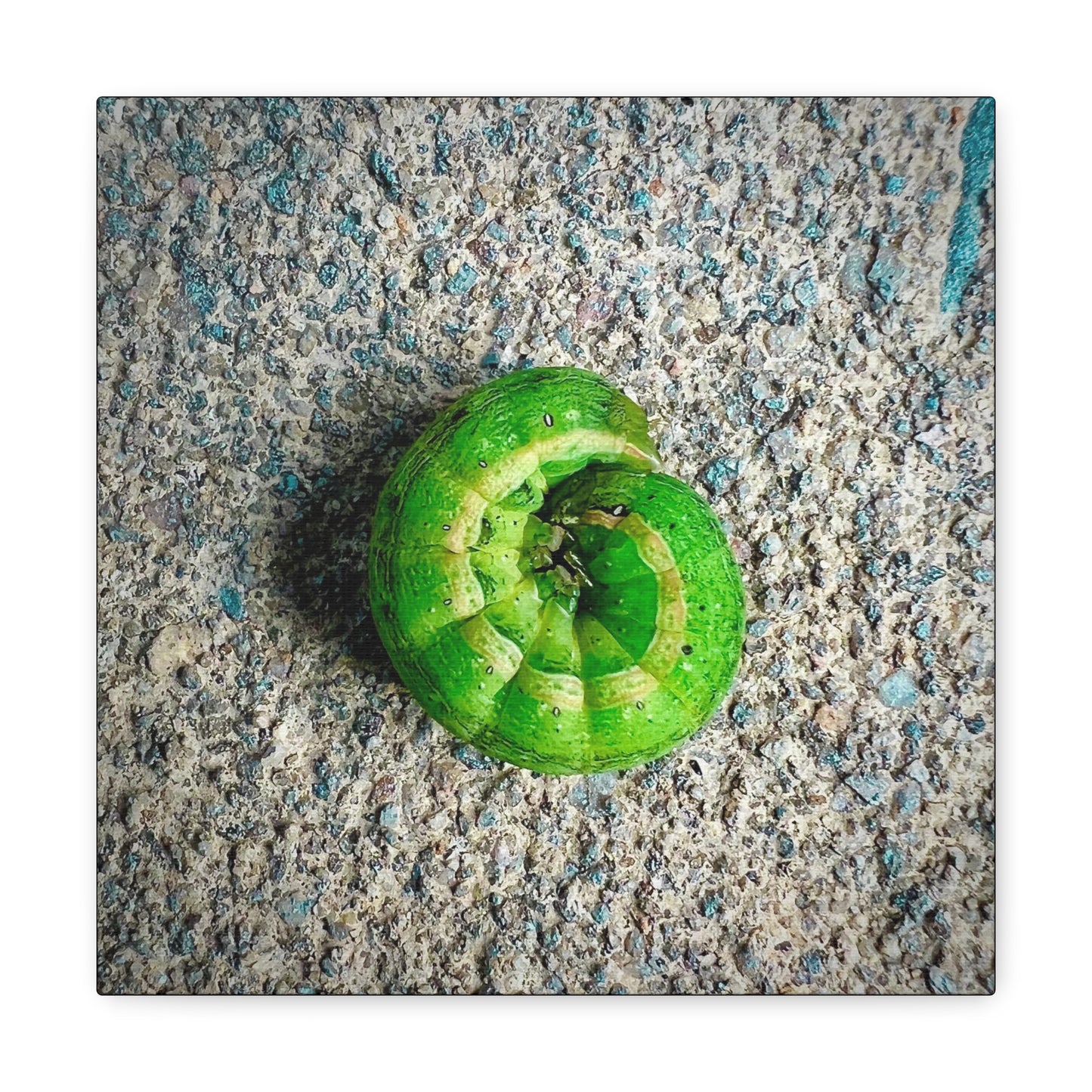 Green Caterpillar Circle Of Life - Gallery Canvas