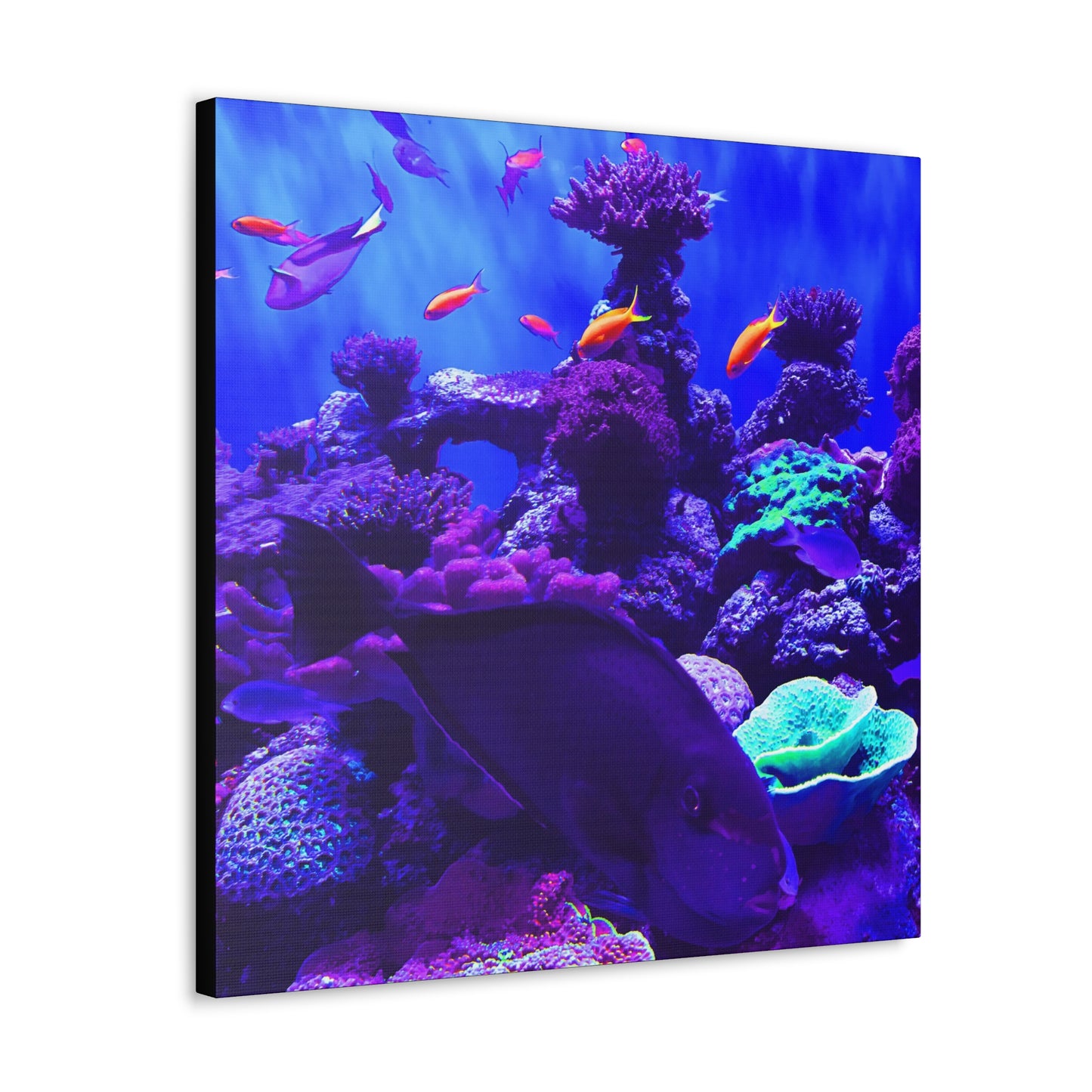 Fish - Gallery Canvas