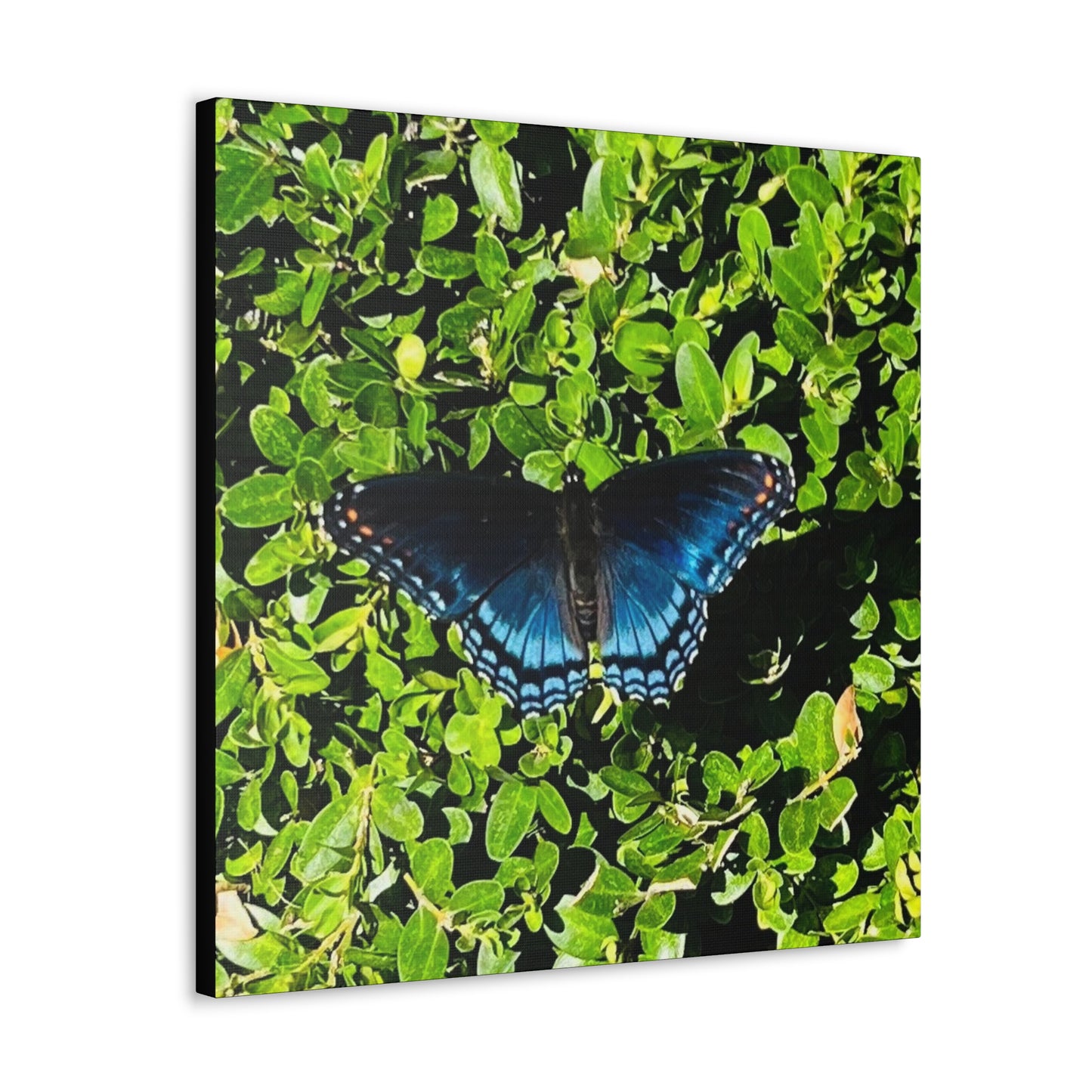 Mariposa Blue Butterfly - Gallery Canvas