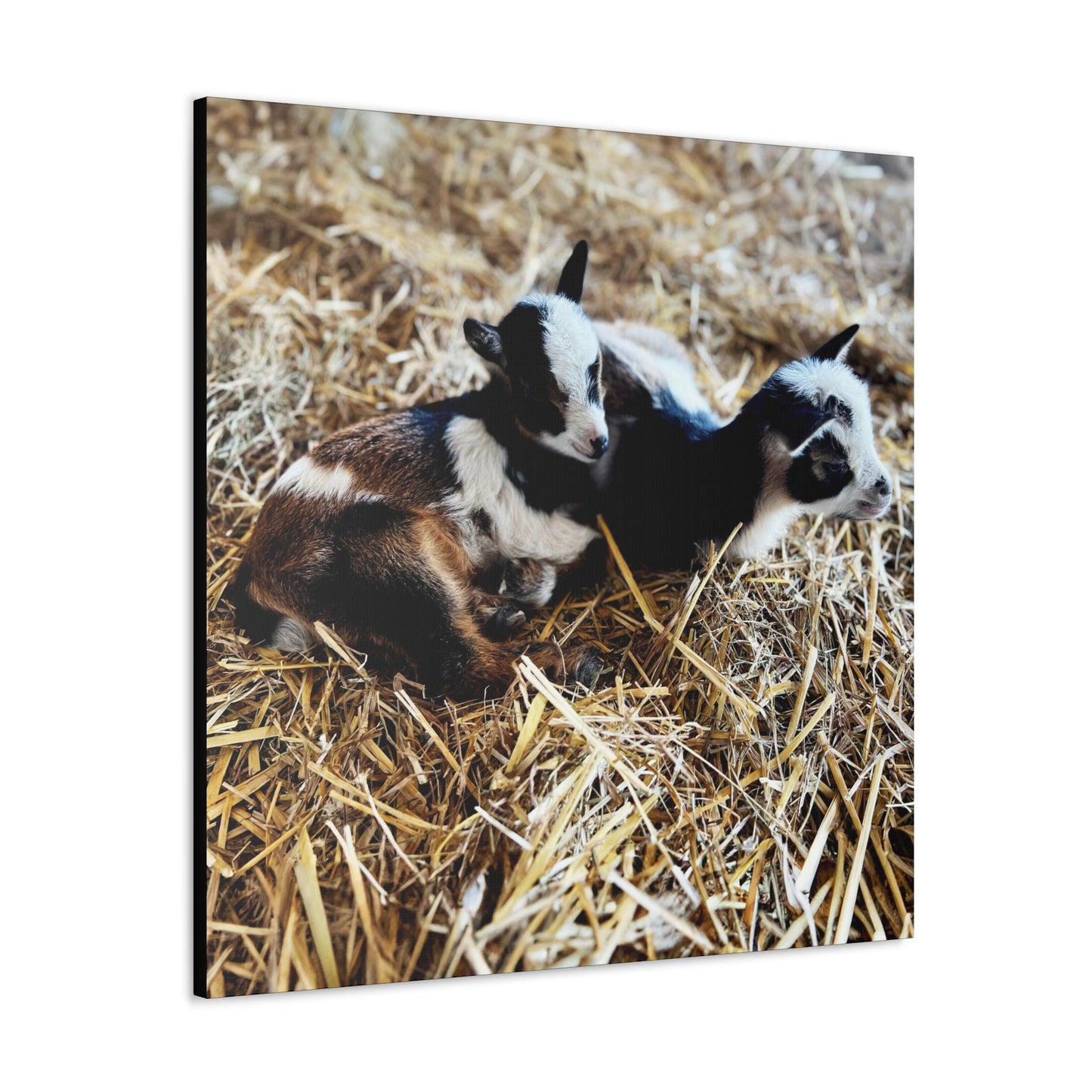 Goats - Gallery Canvas