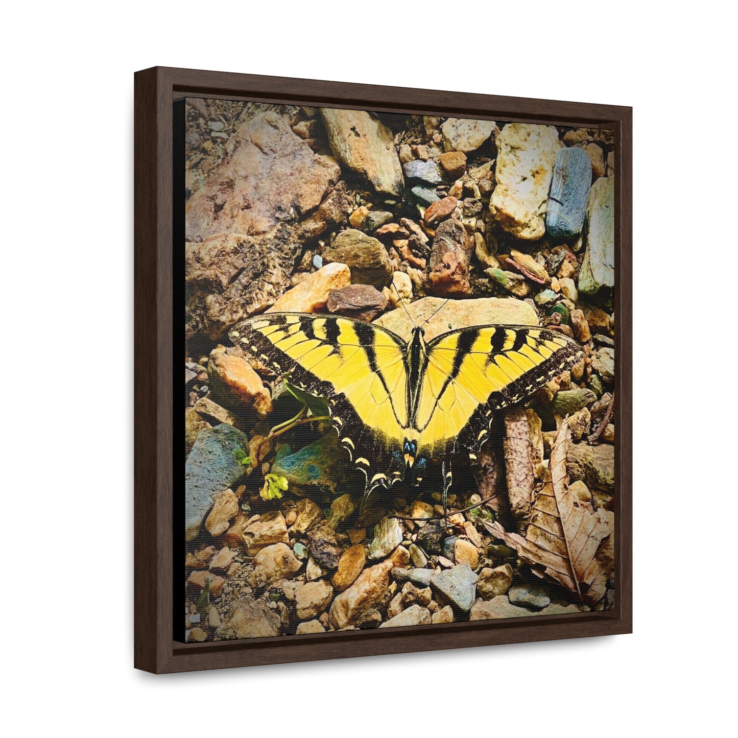 Gold Butterfly - Framed Gallery Canvas