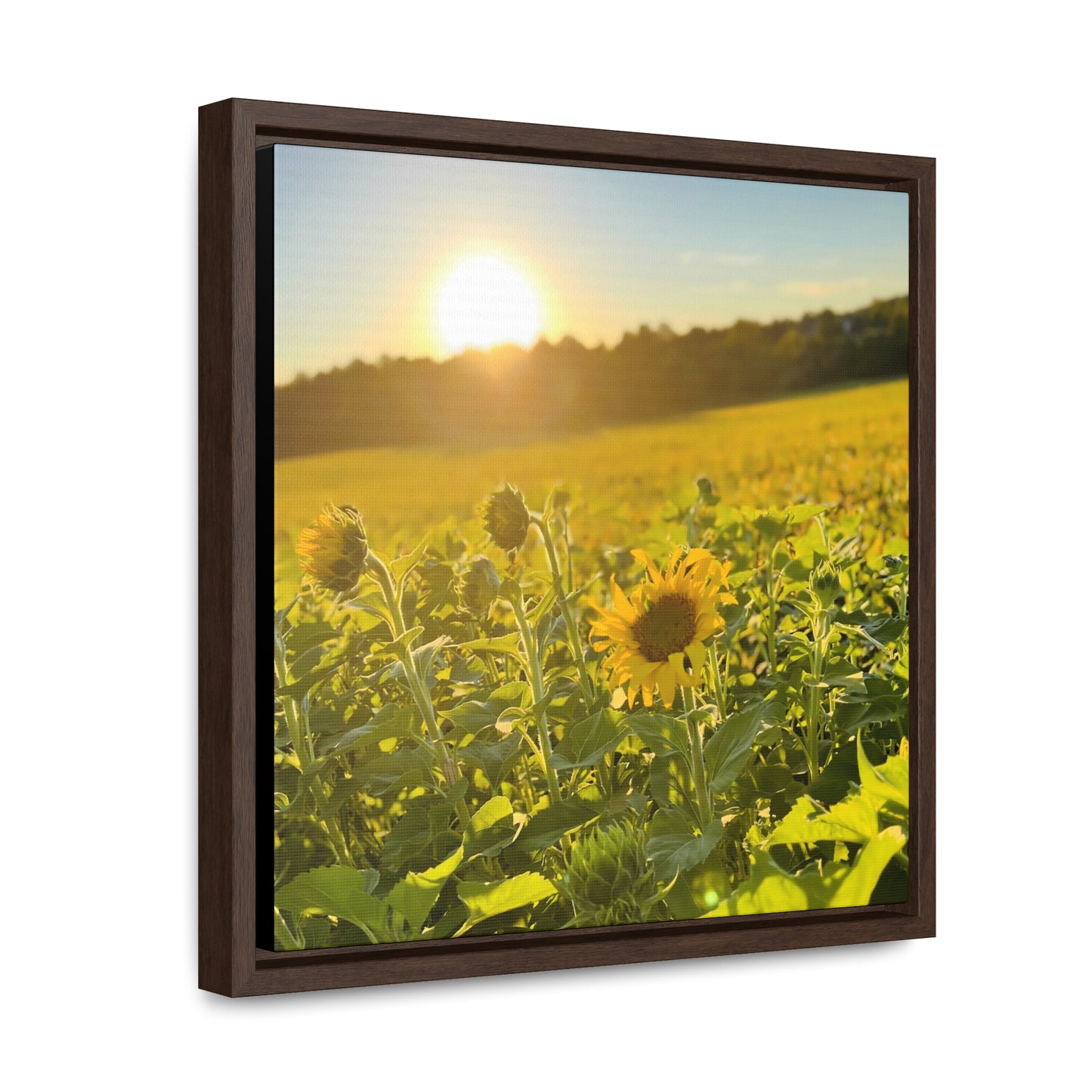 Sunflowers - Framed Gallery Canvas