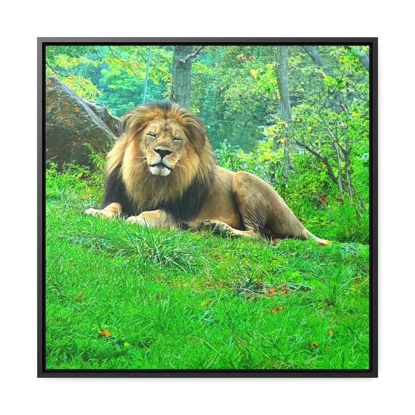 Lion - Framed Gallery Canvas