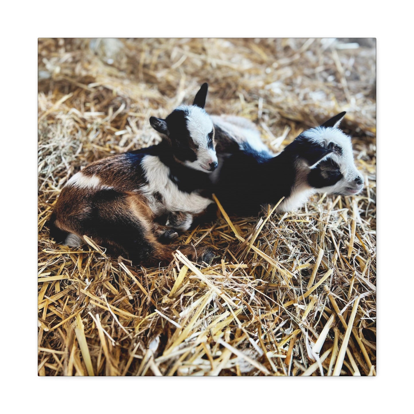 Goats - Gallery Canvas