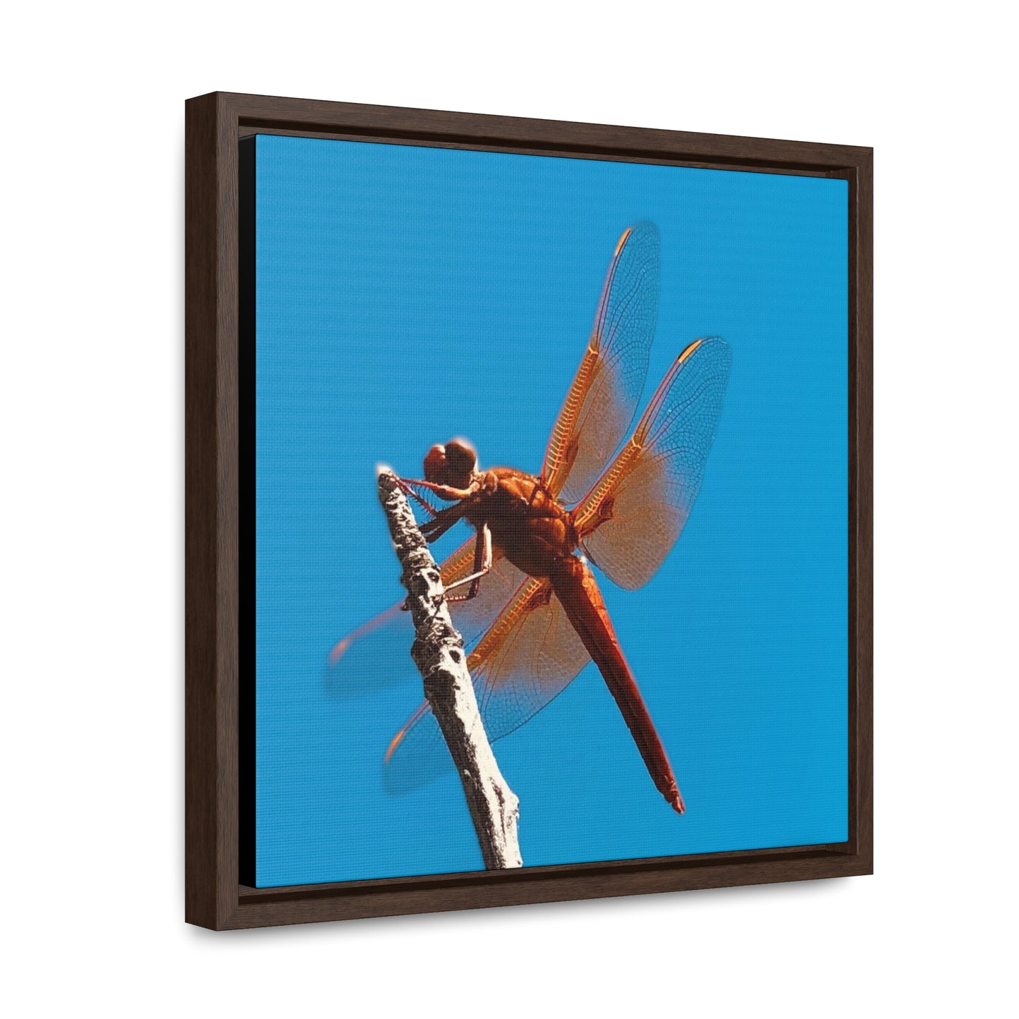 Dragonfly - Framed Gallery Canvas