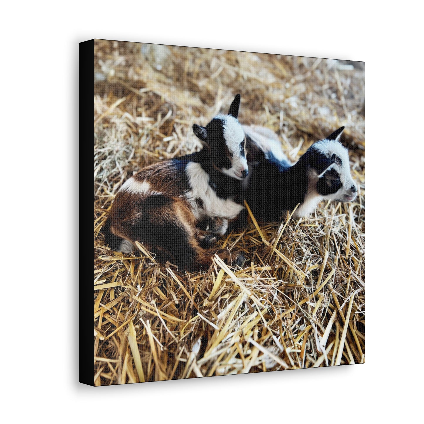 Goats - Gallery Canvas