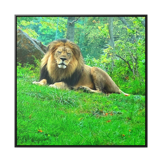 Lion - Framed Gallery Canvas