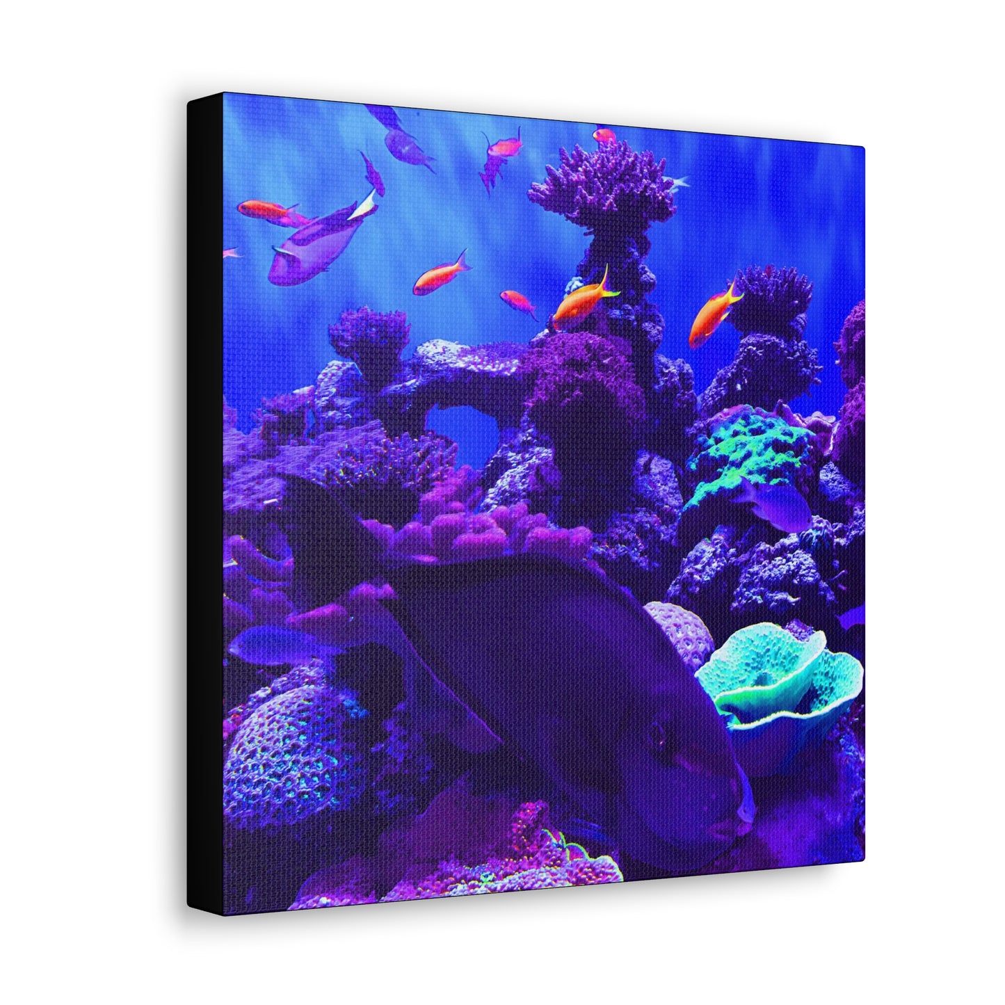 Fish - Gallery Canvas