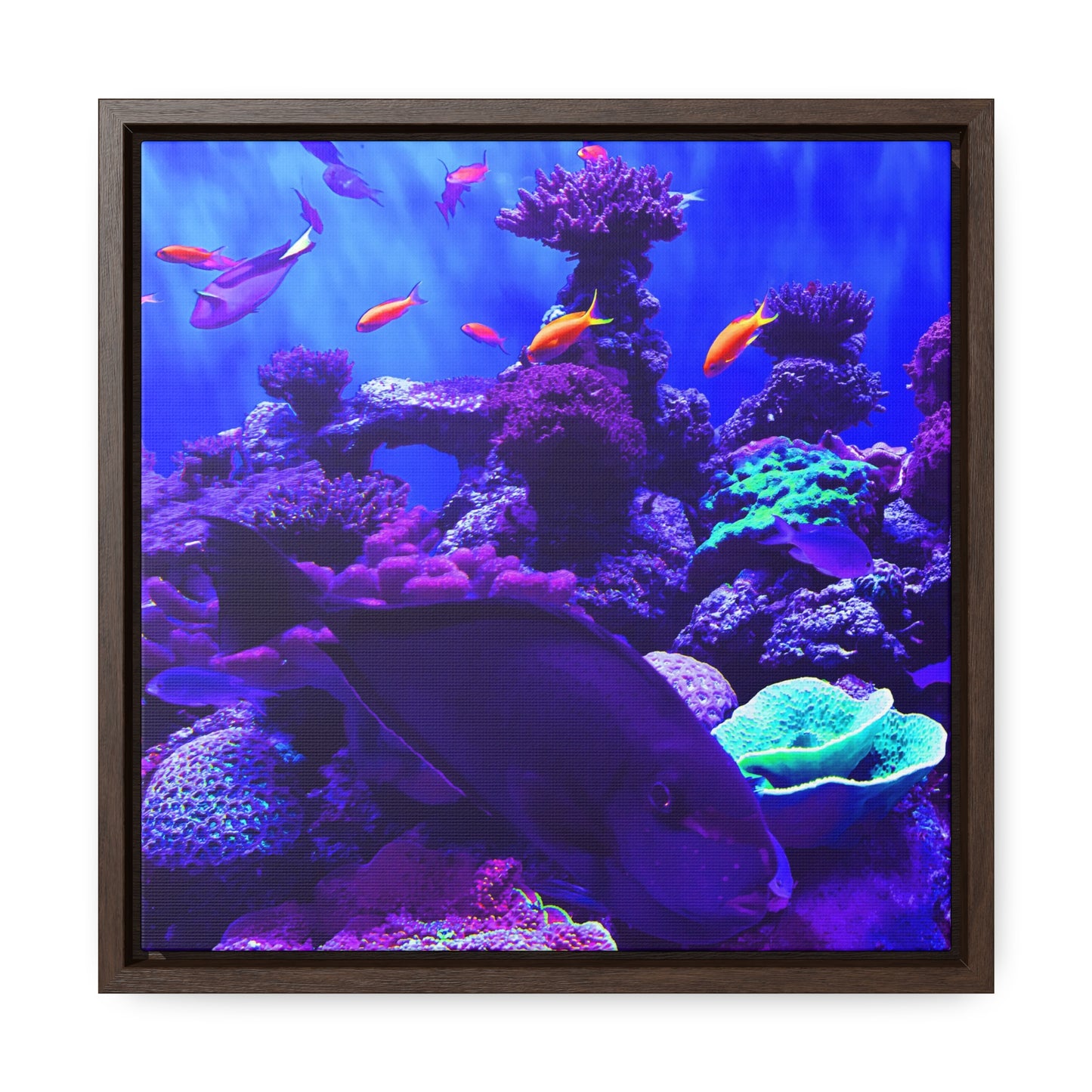 Fish - Framed Gallery Canvas