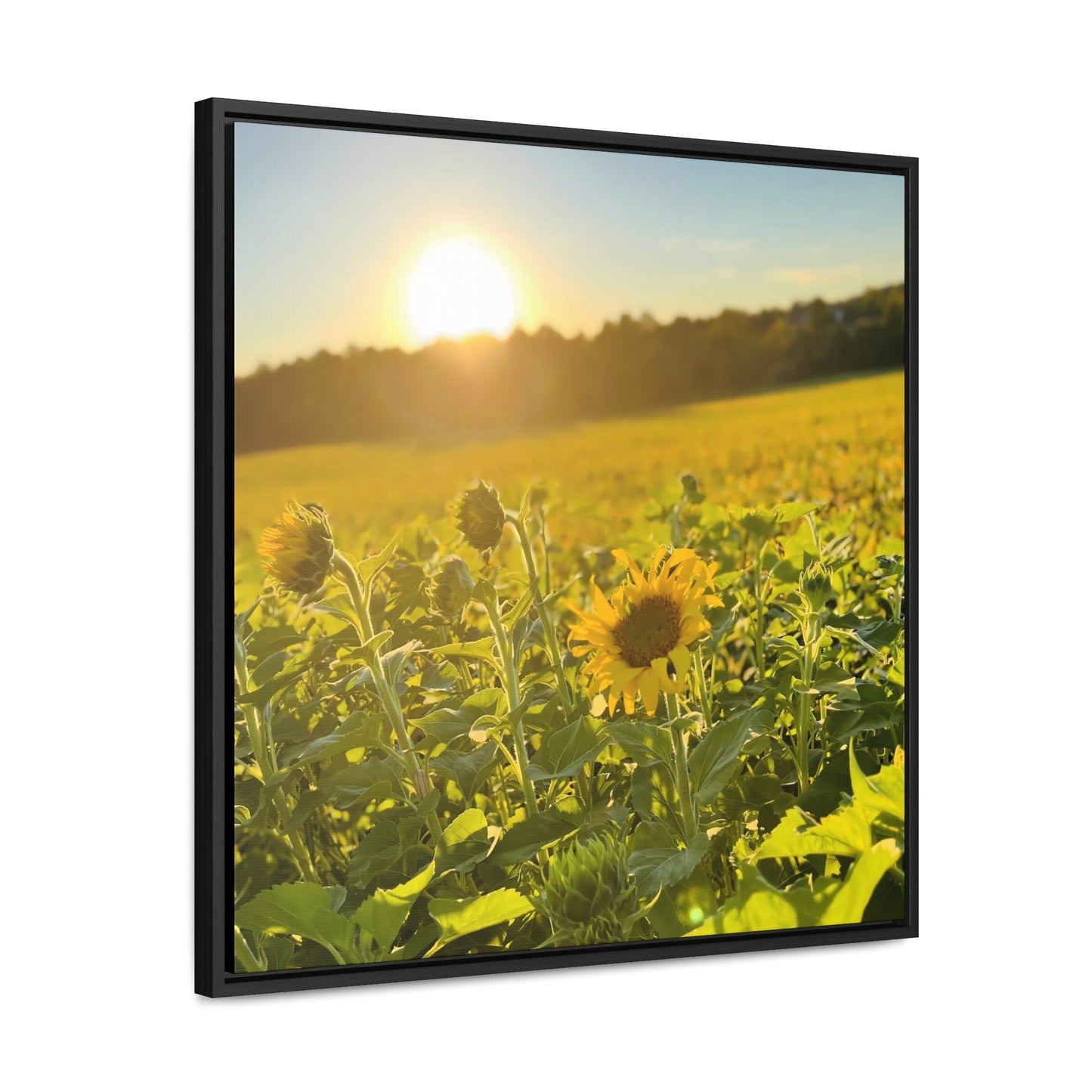 Sunflowers - Framed Gallery Canvas