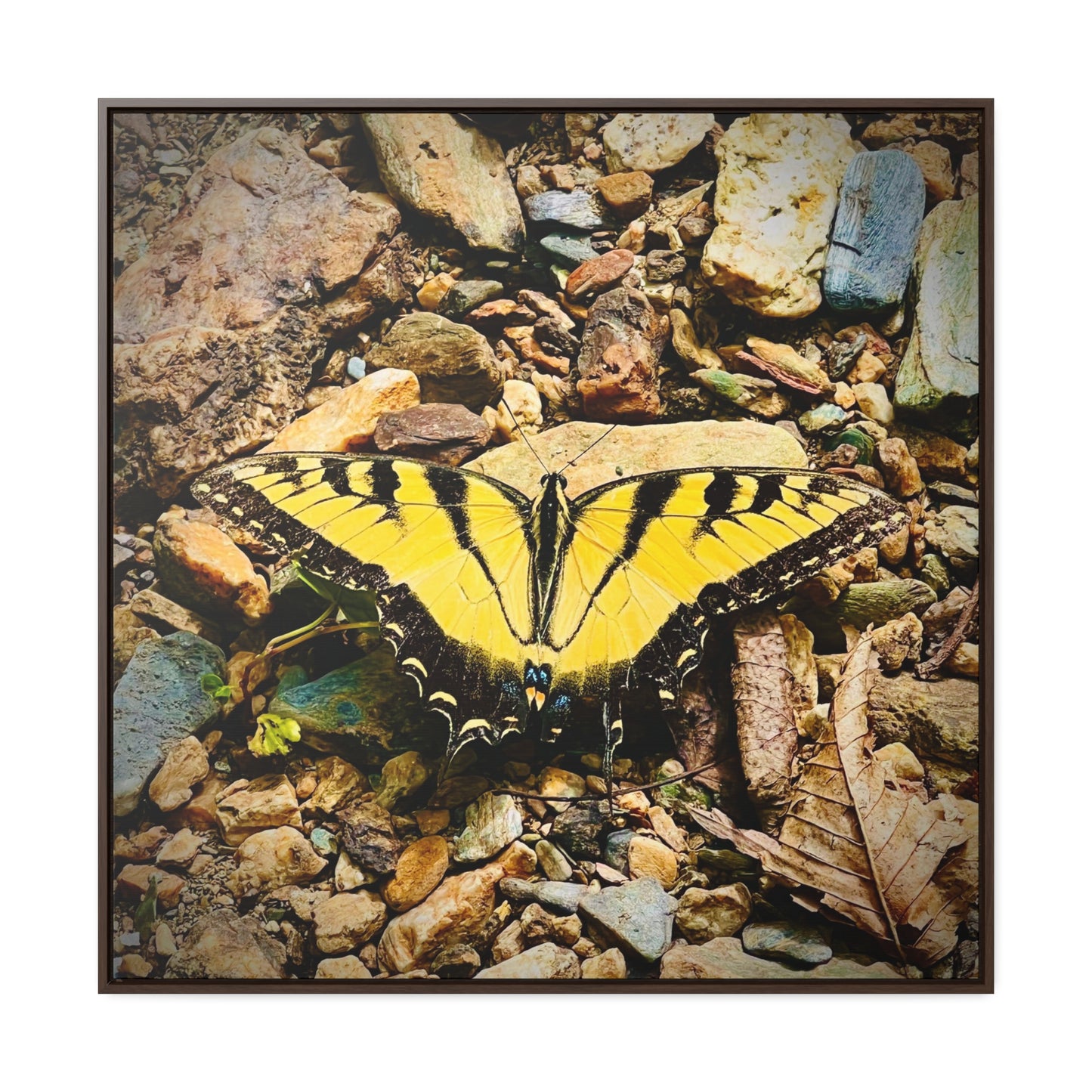 Gold Butterfly - Framed Gallery Canvas