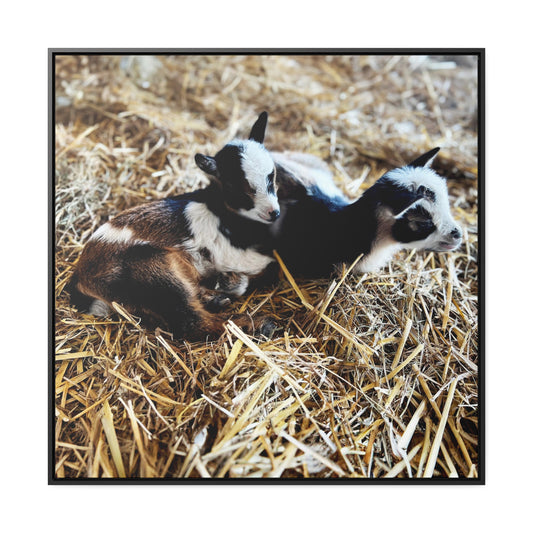 Goats - Framed Gallery Canvas