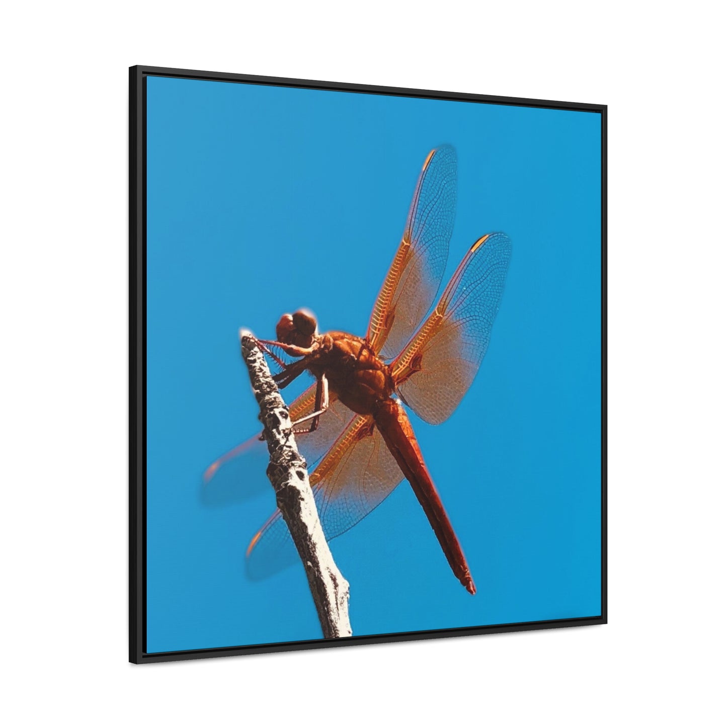 Dragonfly - Framed Gallery Canvas