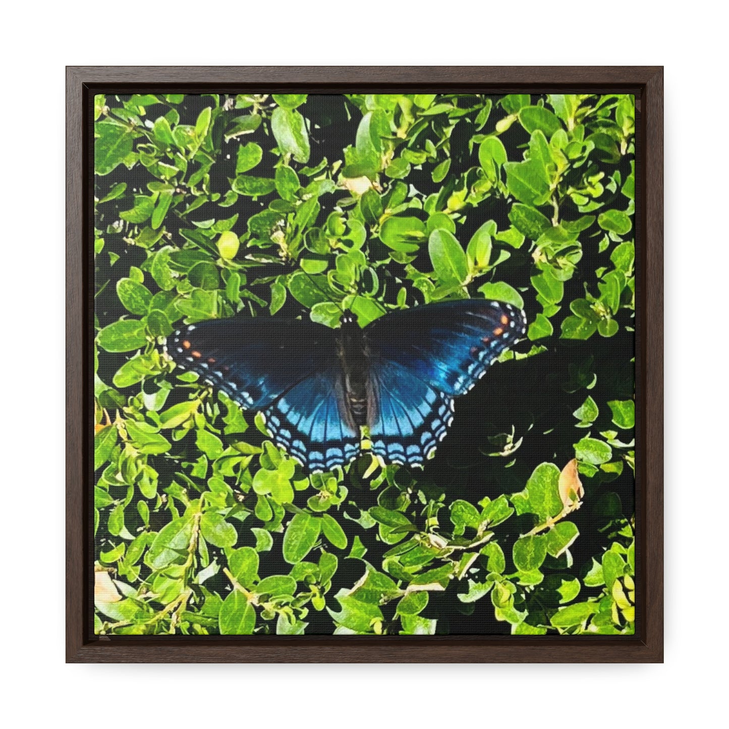 Mariposa Blue Butterfly - Framed Gallery Canvas