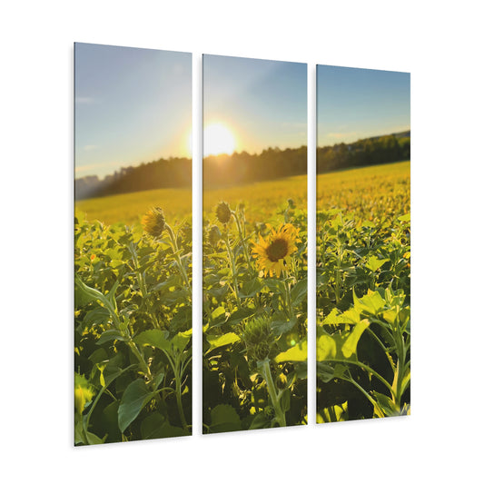 Sunflowers - Acrylic Prints Triptych