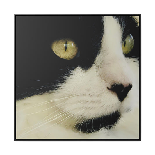 Cat Eyes - Framed Gallery Canvas