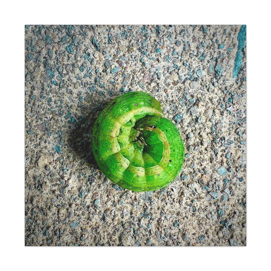 Green Caterpillar Circle Of Life - Gallery Canvas
