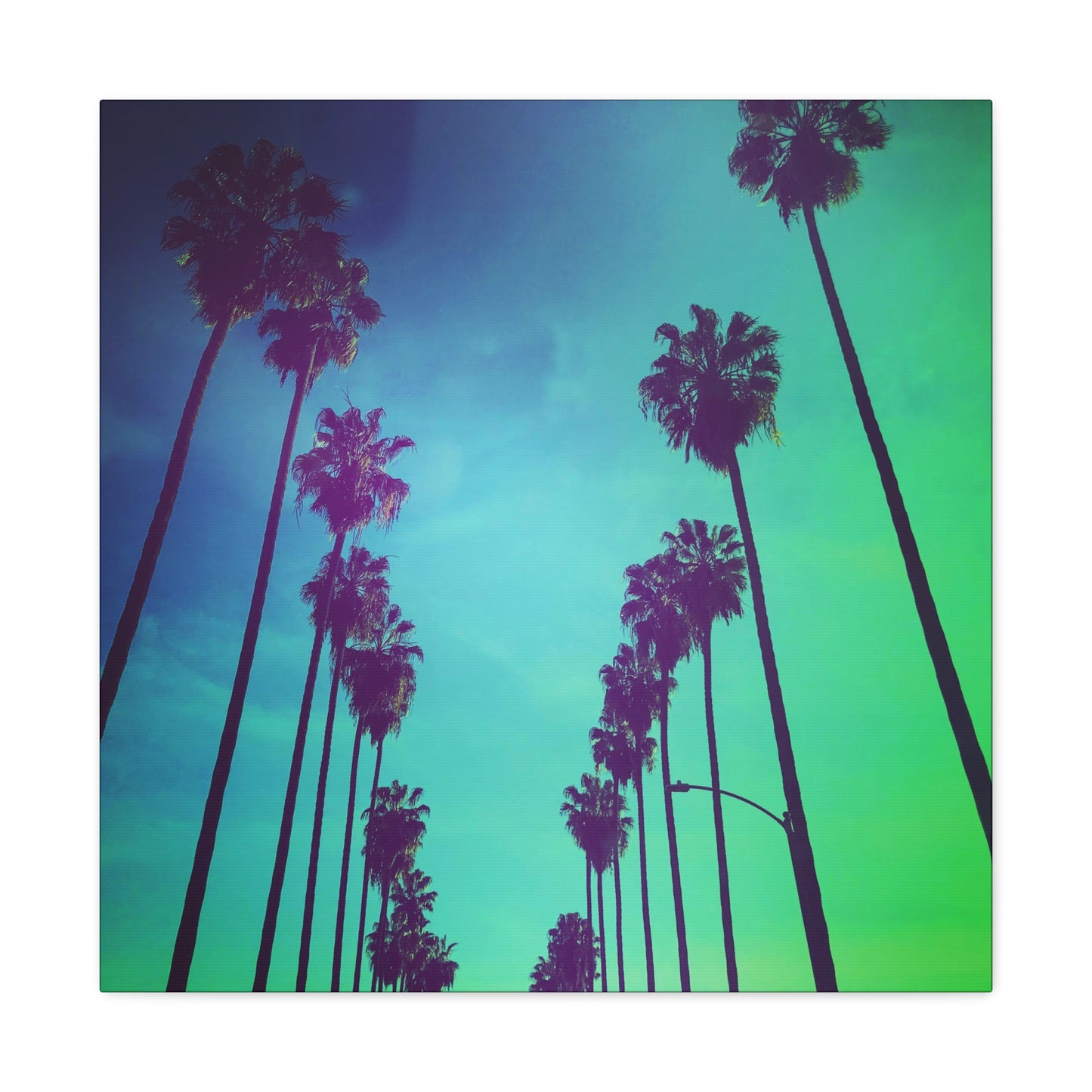 Bel Air Palm Trees - Gallery Canvas