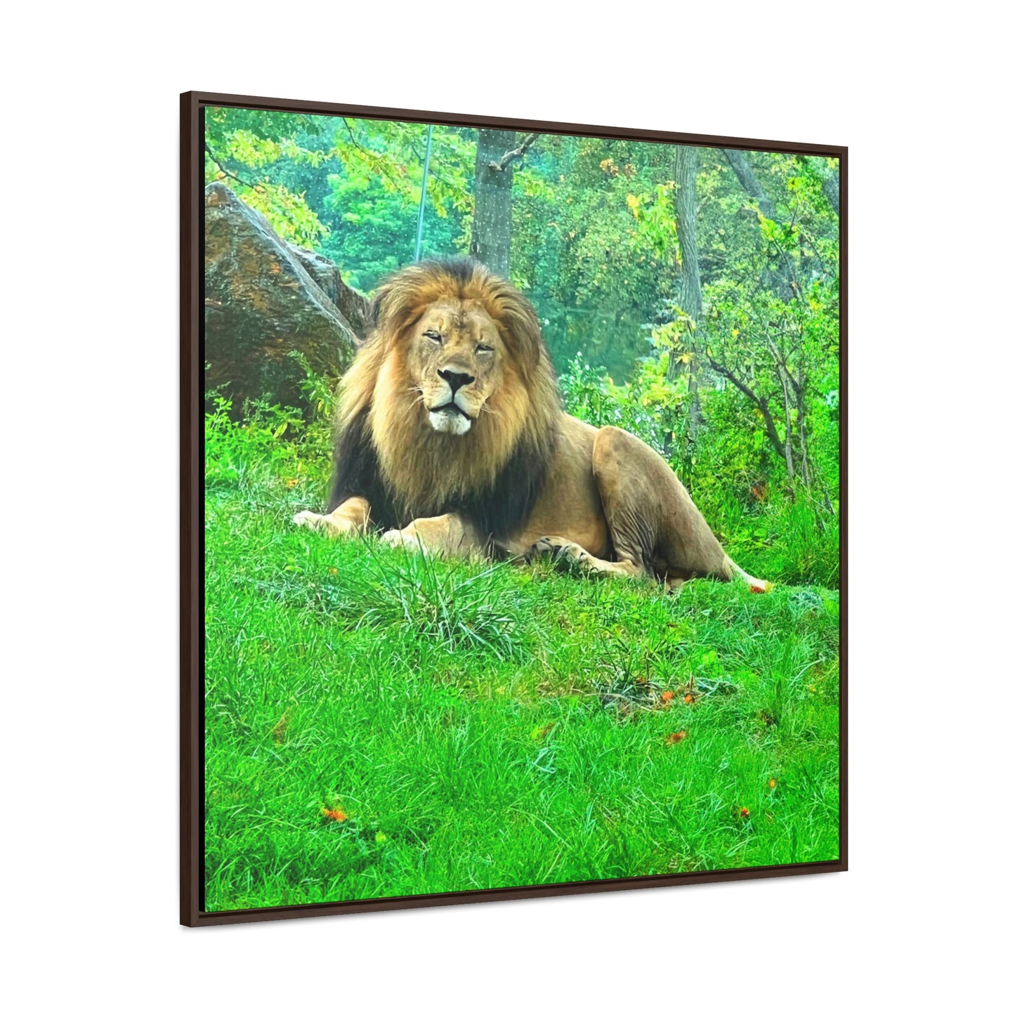 Lion - Framed Gallery Canvas