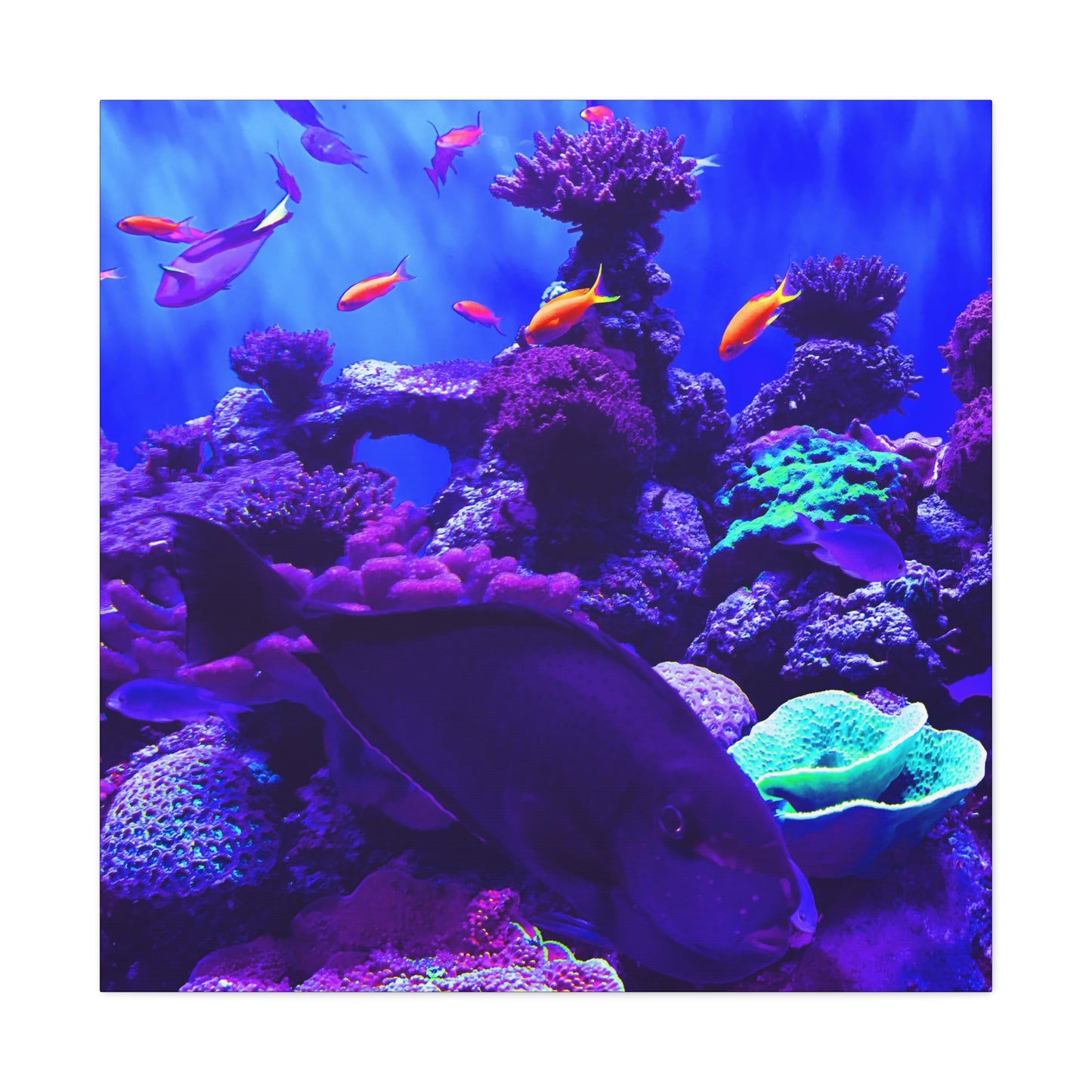 Fish - Gallery Canvas