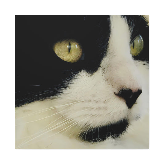 Cat Eyes - Gallery Canvas