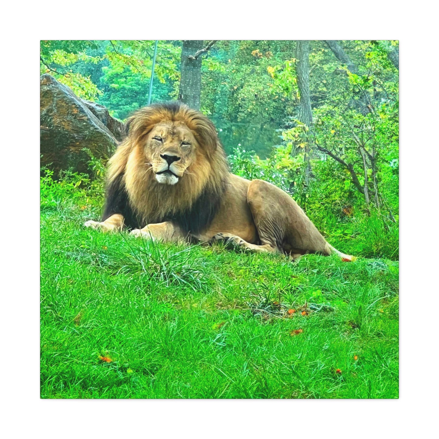 Lion - Gallery Canvas