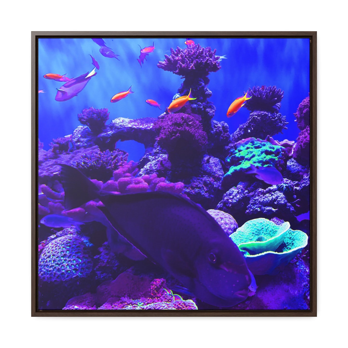 Fish - Framed Gallery Canvas