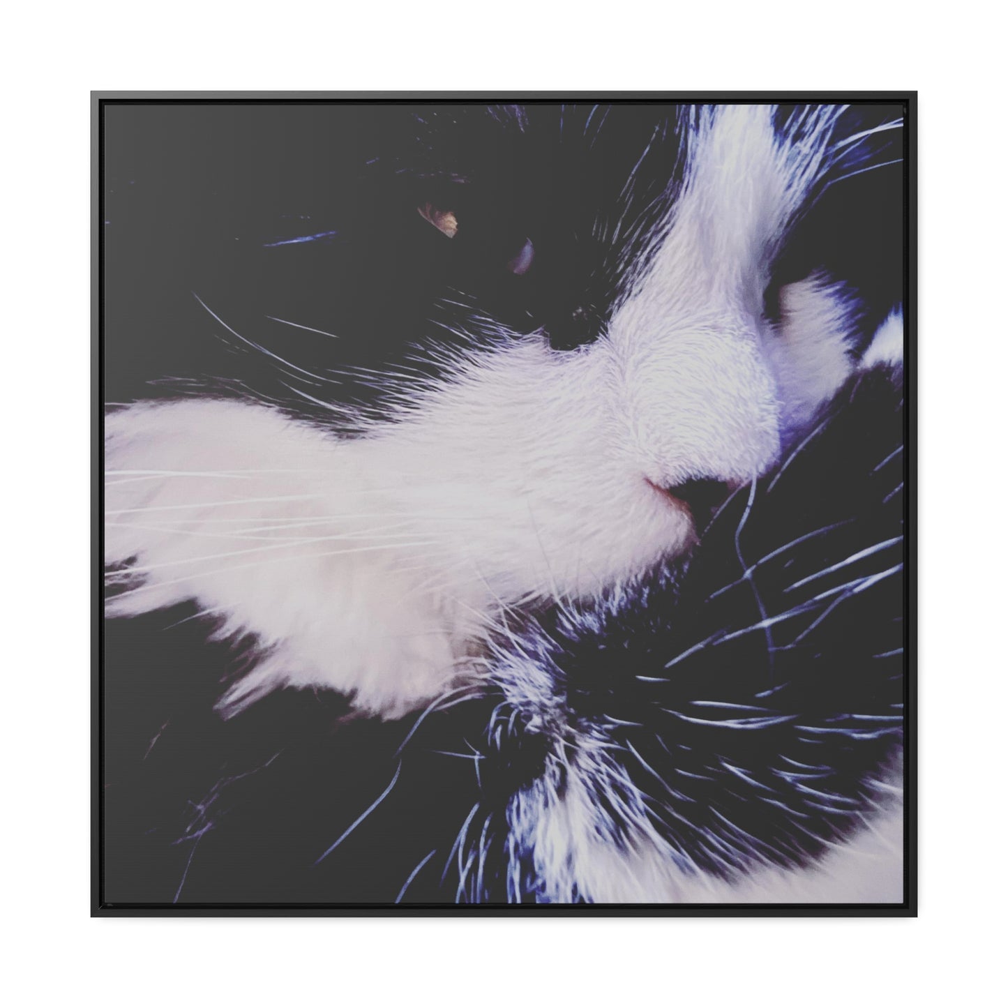 Cat Black and White - Framed Gallery Canvas
