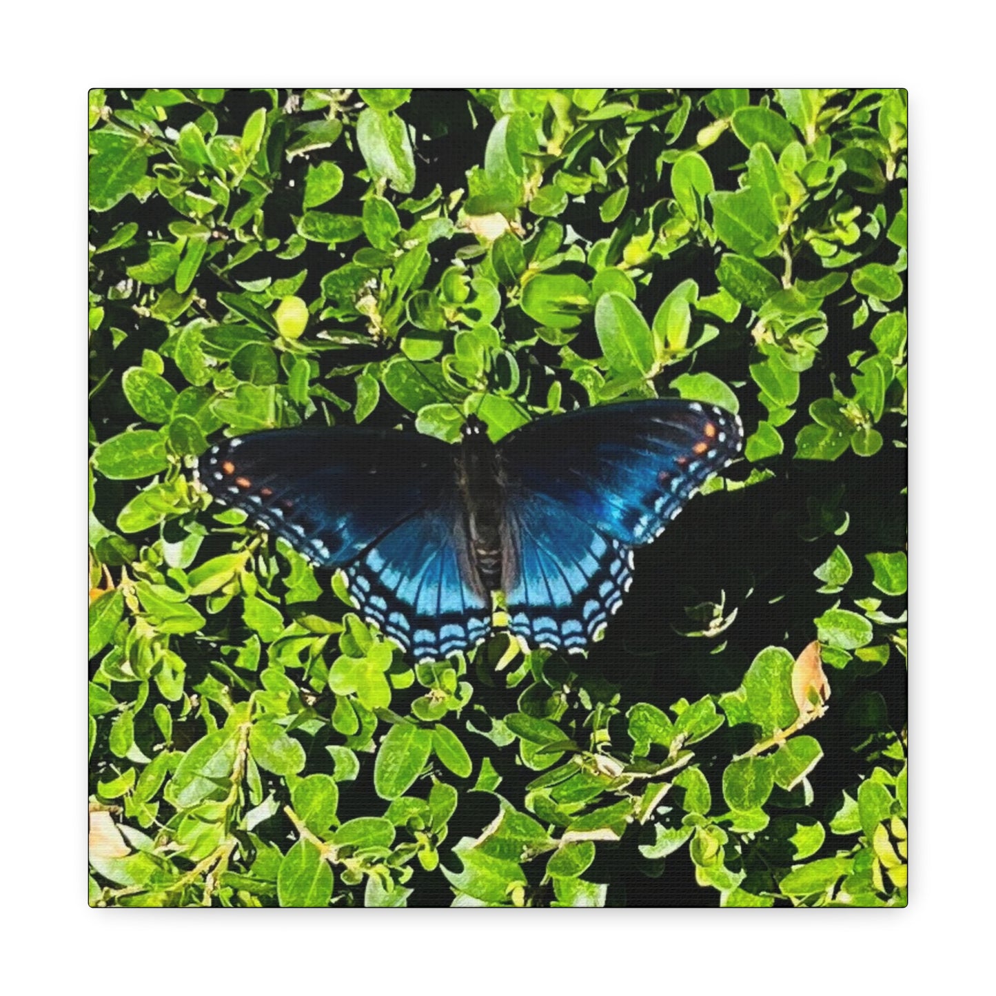 Mariposa Blue Butterfly - Gallery Canvas