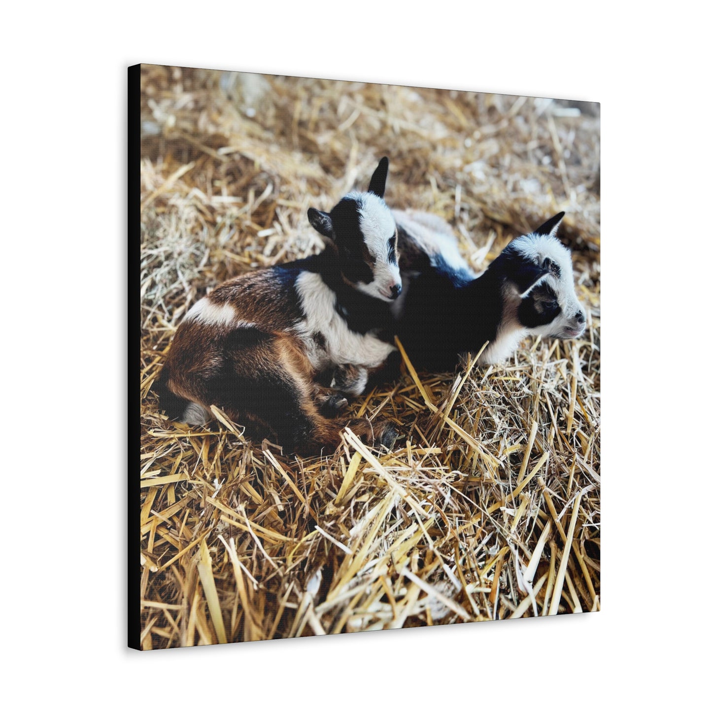 Goats - Gallery Canvas