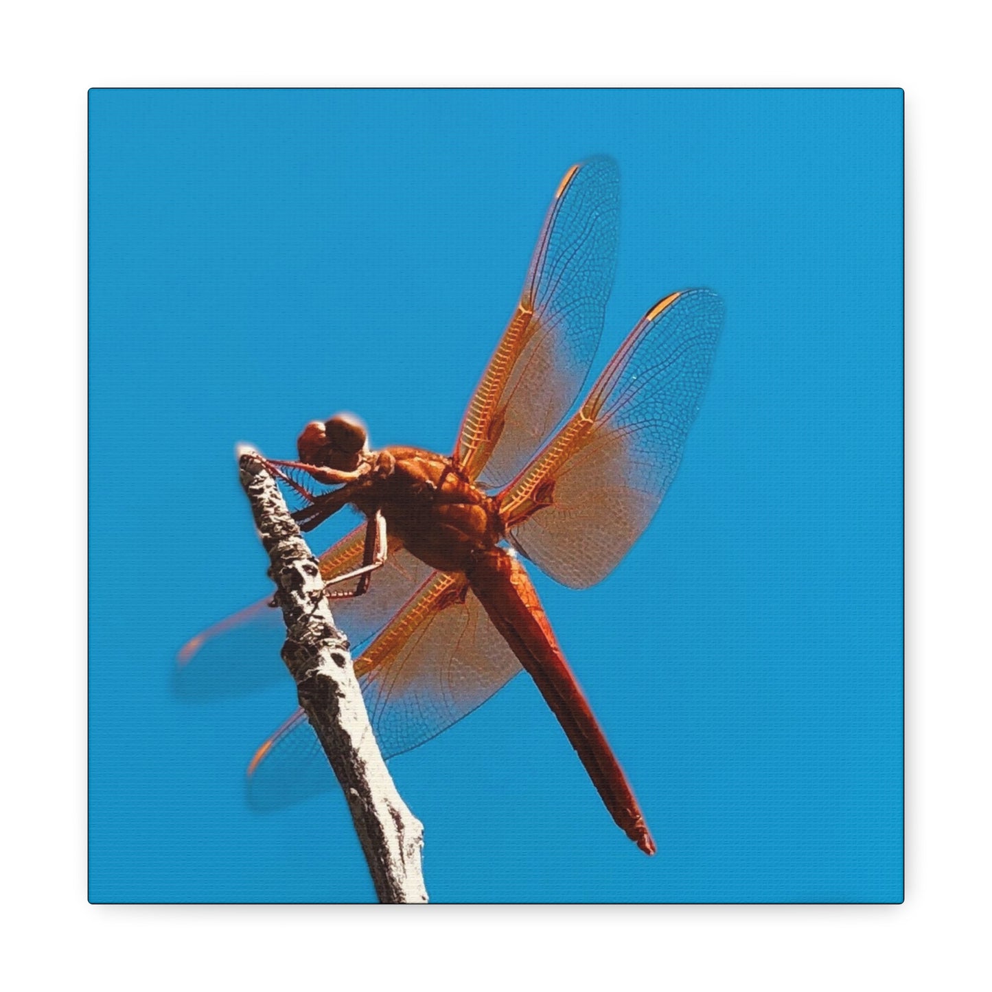Dragonfly - Gallery Canvas