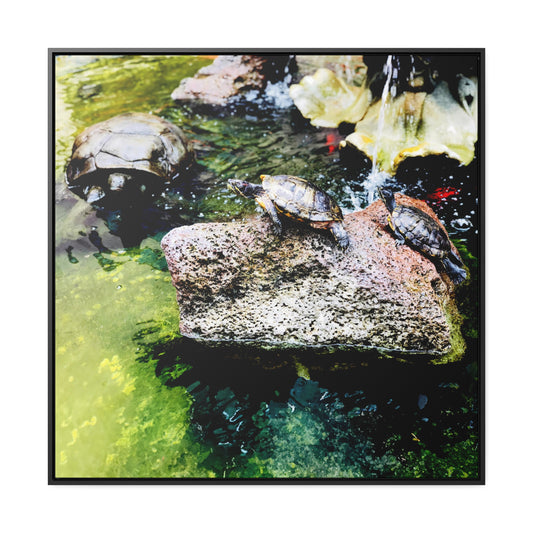 Turtles - Framed Gallery Canvas