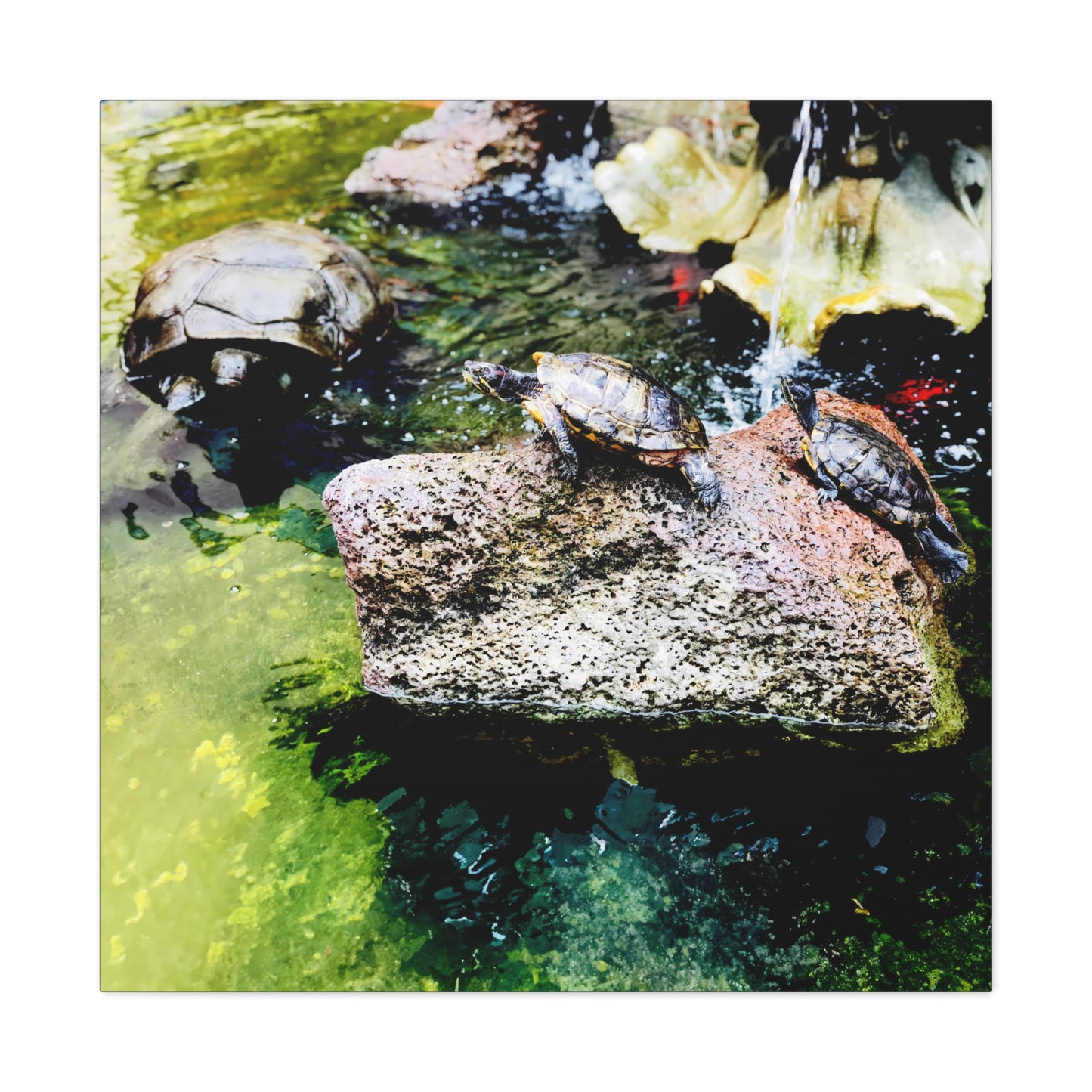 Turtles - Gallery Canvas