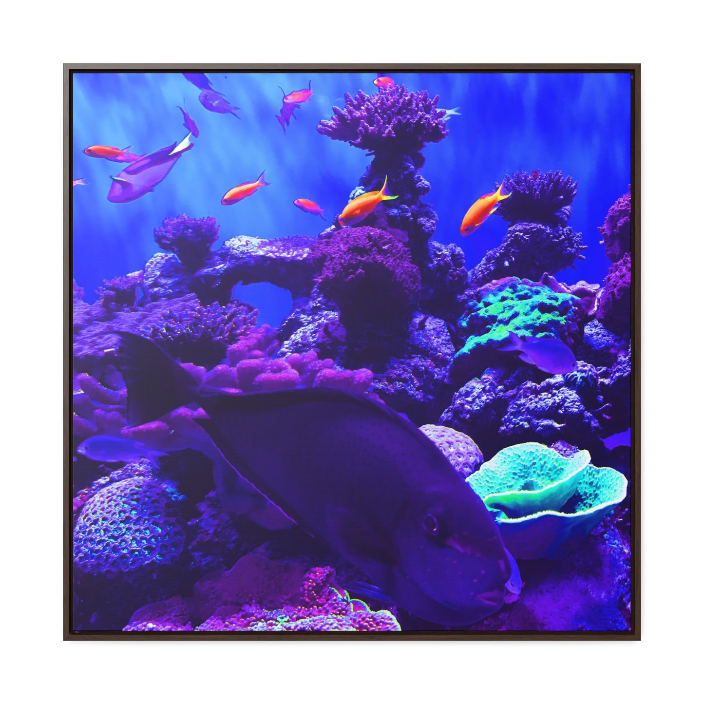 Fish - Framed Gallery Canvas