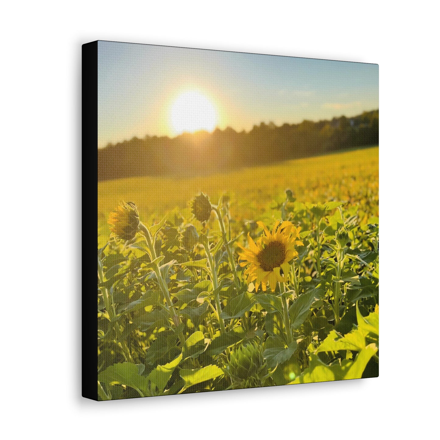 Sunflowers - Gallery Canvas