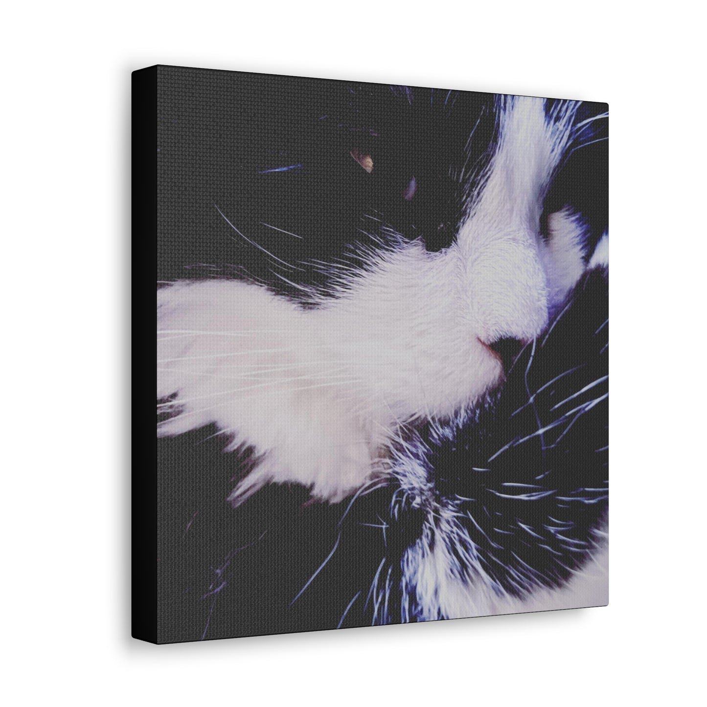 Cat Black and White - Gallery Canvas