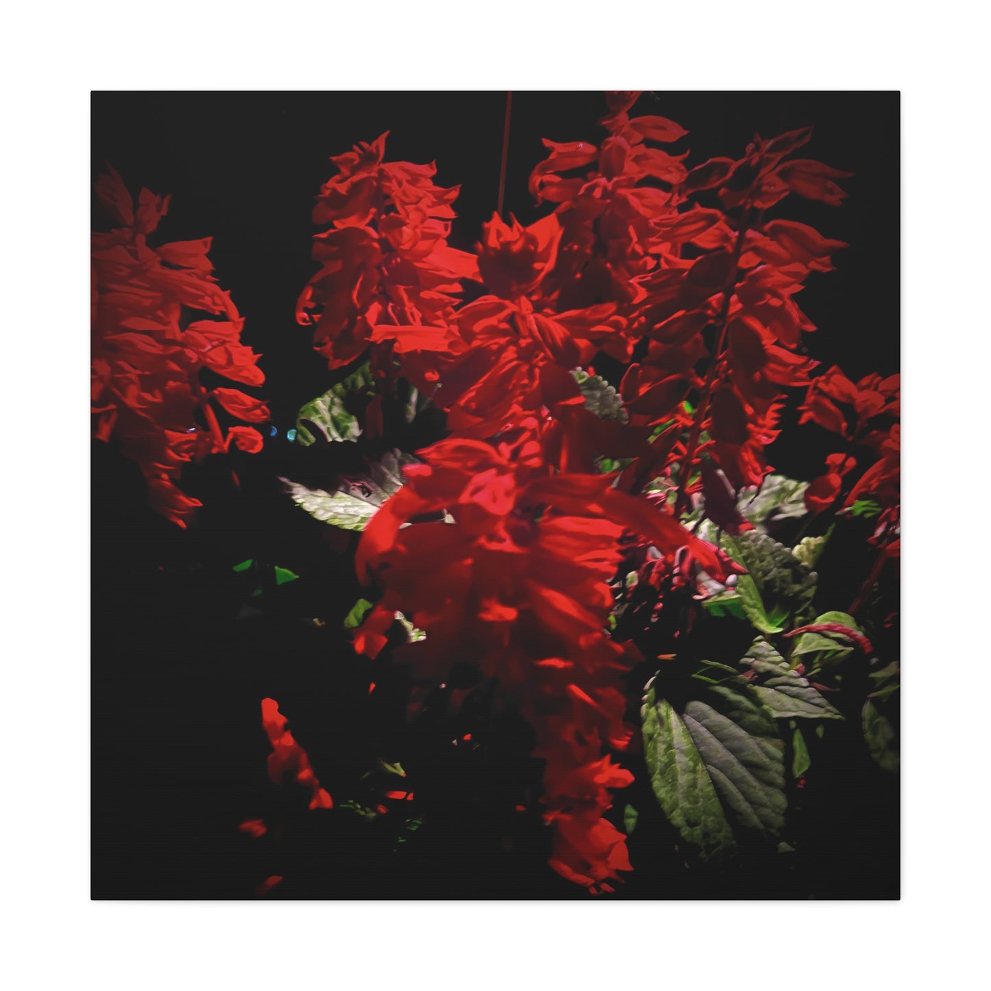 Red Flowers - Gallery Canvas