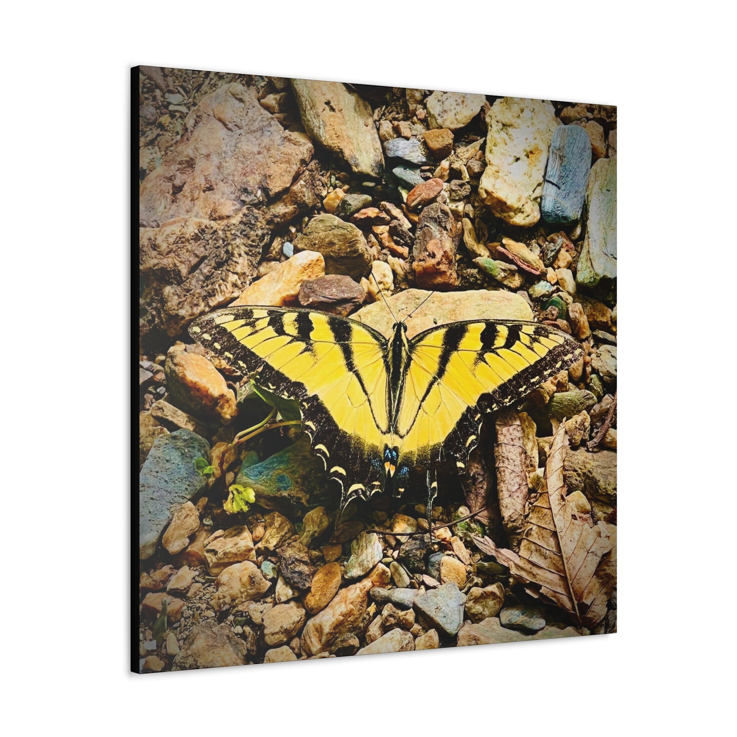 Gold Butterfly - Gallery Canvas